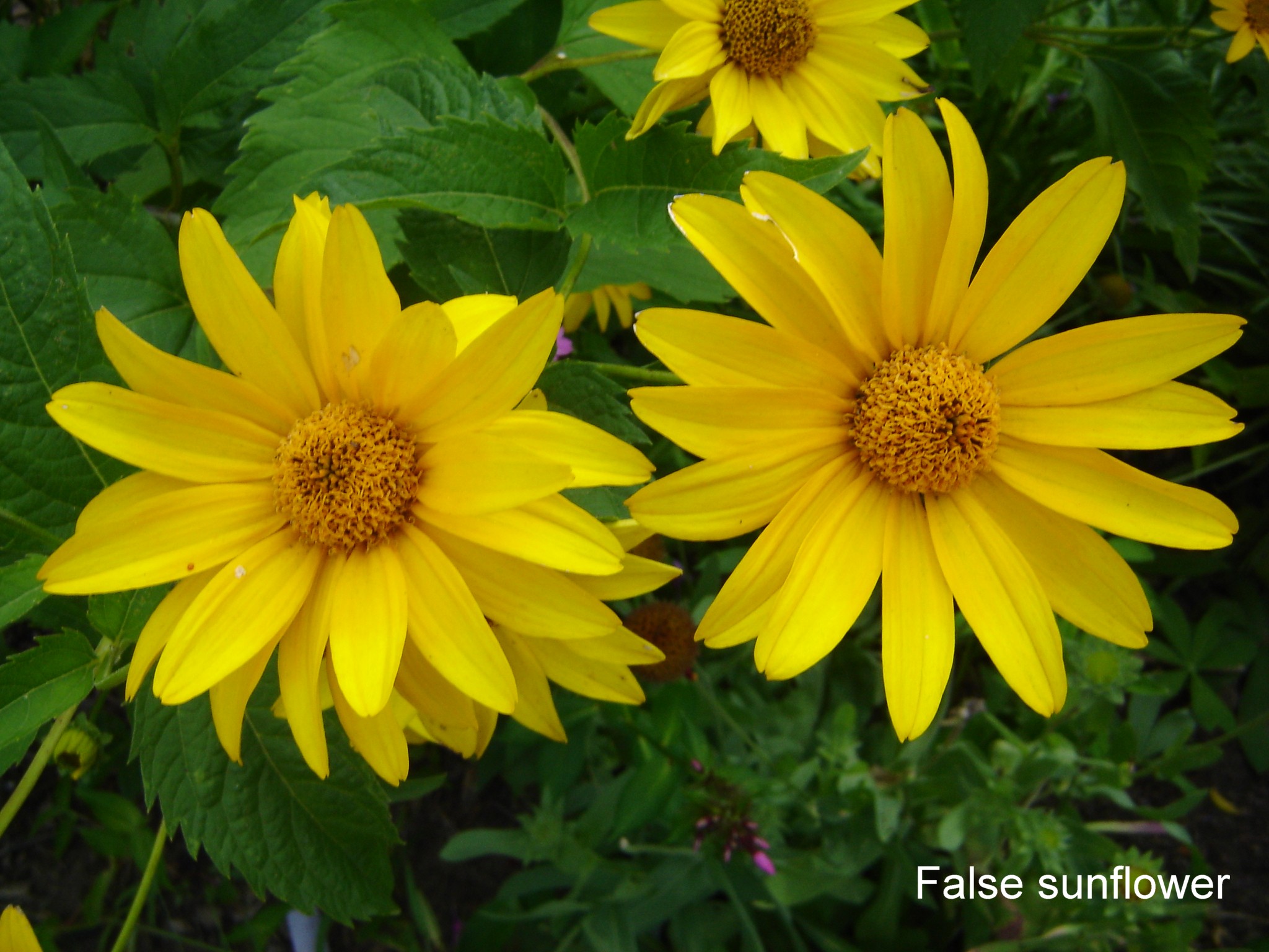 False Sunflower